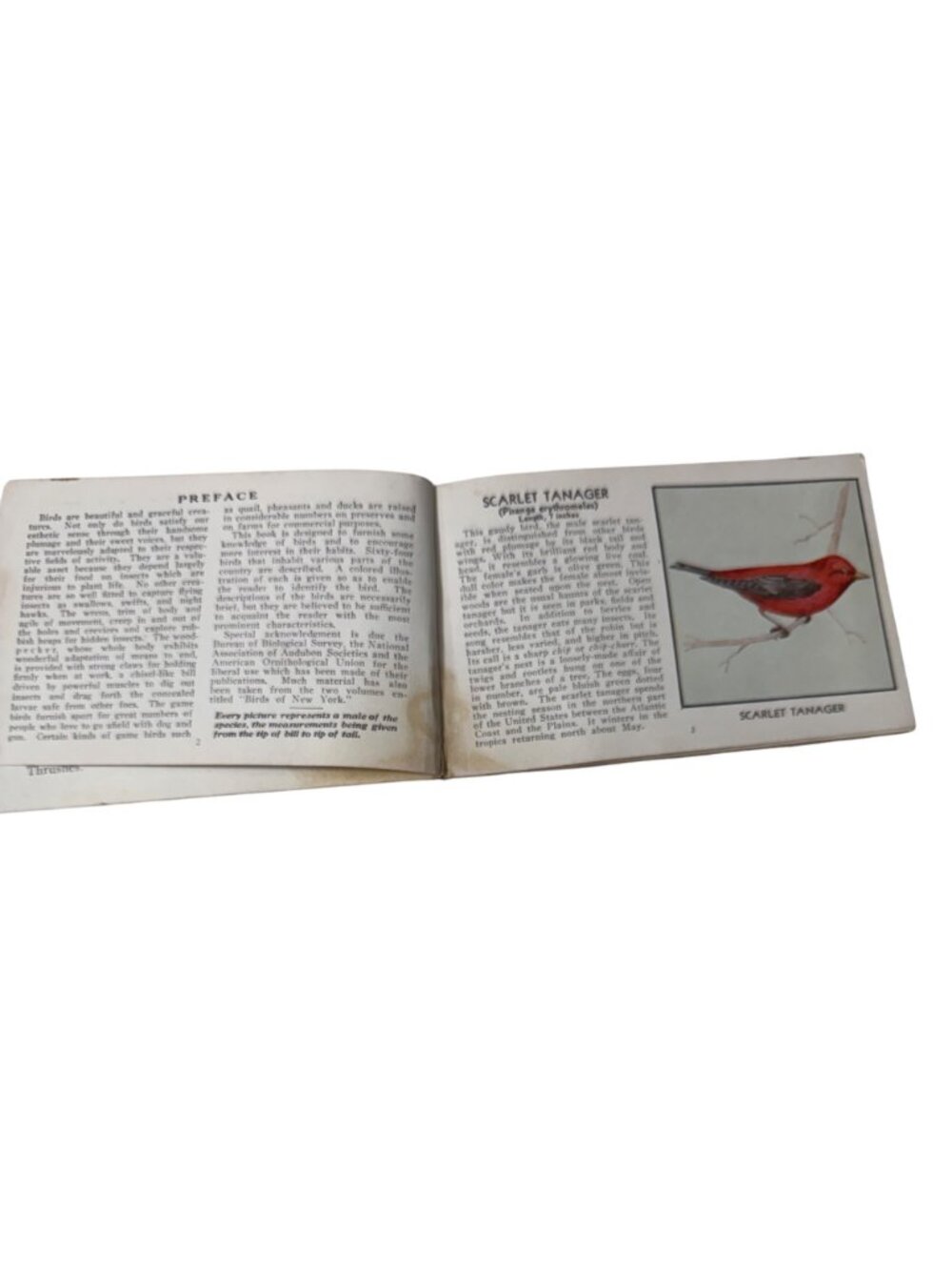 Vintage 1931 "The Green Book Of Birds Of America" By Frank G. Ashbrook - Picture 7 of 16